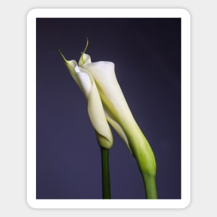 Calla Lilies - Tender Touch Sticker